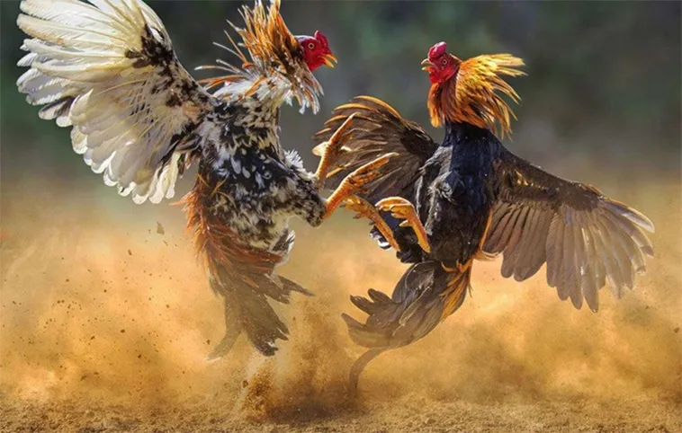 Tìm Hiểu Cách Chơi Đá Gà WS168 Tại Mu88 Hiệu Quả Nhất